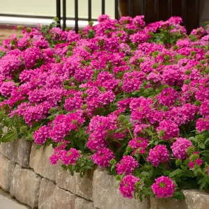 Verbena St. Paul Pink Live Plant - 2 Pack, 5-9" Tall, Pink Flowers, Outdoor - Image 1