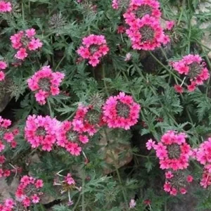 Verbena St. Paul Pink Live Plant - 2 Pack, 5-9