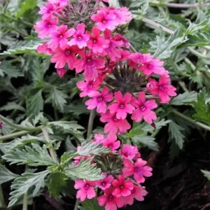 Verbena St. Paul Pink Live Plant - 2 Pack, 5-9