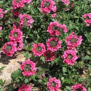 Verbena St. Paul Pink Live Plant - 2 Pack, 5-9