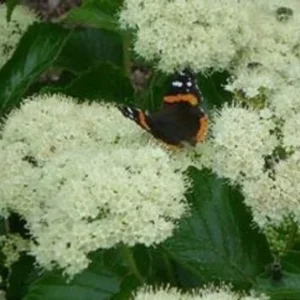 Viburnum Dentatum 'Deamii' Arrowwood Live Plant - 8 Inch Starter Shrub - Image 1