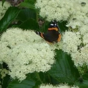 Viburnum dentatum 'Deamii' Live Plant - Arrowwood Shrub, 7 Inch Starter - Image 1