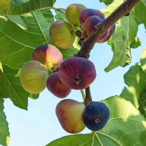 Violette de Bordeaux Fig Tree Live Plant 5-9" - Dwarf Edible Fruit Tree Zone 6-10 - Image 2