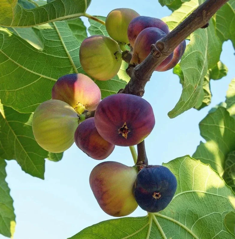 Violette de Bordeaux Fig Tree Live Plant 5-9" - Dwarf Edible Fruit Tree Zone 6-10 - Image 2
