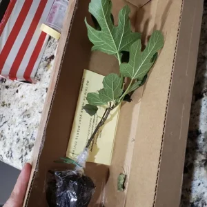 Violette de Bordeaux Fig Tree Live Plant 5-9