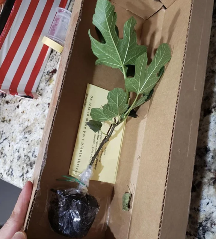 Violette de Bordeaux Fig Tree Live Plant 5-9" - Dwarf Edible Fruit Tree Zone 6-10 - Image 3