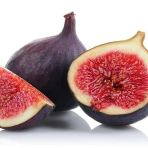 Violette de Bordeaux Fig Tree Live Plant 5-9