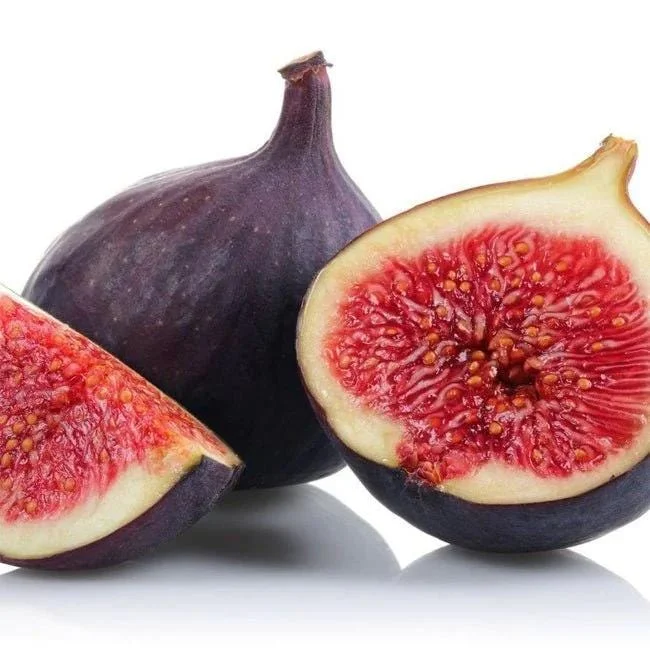 Violette de Bordeaux Fig Tree Live Plant 5-9" - Dwarf Edible Fruit Tree Zone 6-10 - Image 4