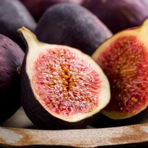 Violette de Bordeaux Fig Tree Live Plant 5-9