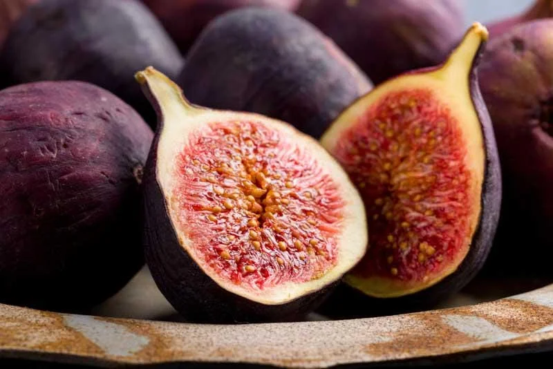 Violette de Bordeaux Fig Tree Live Plant 5-9" - Dwarf Edible Fruit Tree Zone 6-10 - Image 5