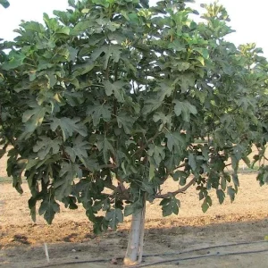 Violette de Bordeaux Fig Tree Live Plant 5-9" - Dwarf Edible Fruit Tree Zone 6-10 - Image 1
