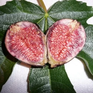 Violette de Bordeaux Fig Tree Live Plant - Ficus Carica, 5-7 Inch Starter - Image 1