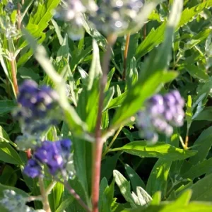 Vitex Blue Chaste Tree Live Plant - 4inch Tall Starter, Medicinal Herb - Image 2