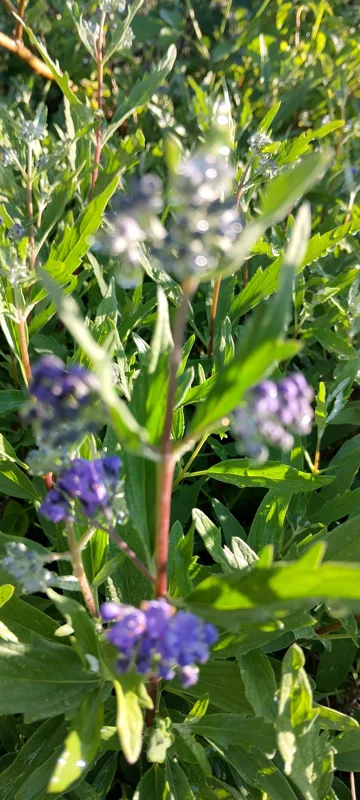 Vitex Blue Chaste Tree Live Plant - 4inch Tall Starter, Medicinal Herb - Image 2
