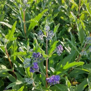 Vitex Blue Chaste Tree Live Plant - 4inch Tall Starter, Medicinal Herb - Image 1