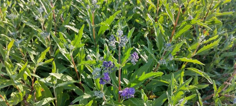 Vitex Blue Chaste Tree Live Plant - 4inch Tall Starter, Medicinal Herb - Image 1