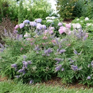 Vitex Rock Steady Live Plant - Chaste Tree - 10-16 Inch Starter - Image 1
