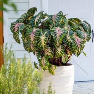 Waikiki Colocasia Live Plant - 6-10" Tall Colorful Elephant Ear for Tropical Gardens - Image 2