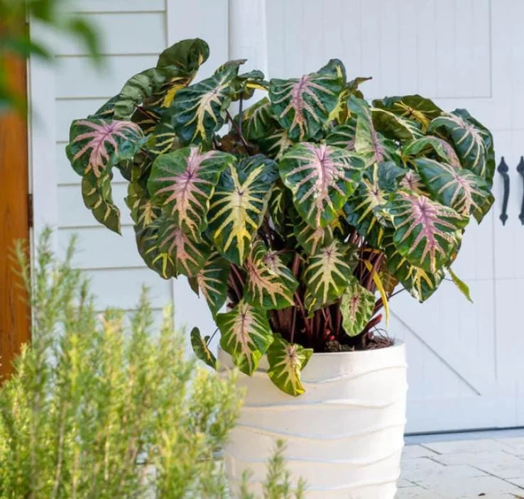 Waikiki Colocasia Live Plant - 6-10" Tall Colorful Elephant Ear for Tropical Gardens - Image 2