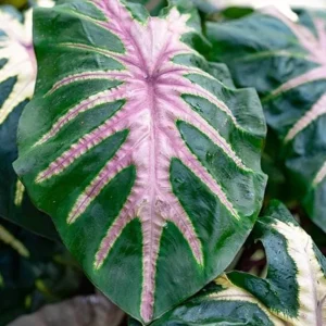Waikiki Colocasia Live Plant - 6-10