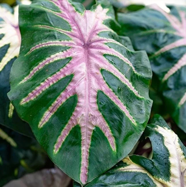 Waikiki Colocasia Live Plant - 6-10" Tall Colorful Elephant Ear for Tropical Gardens - Image 3