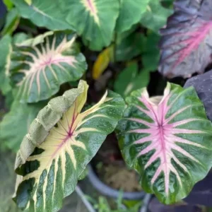 Waikiki Colocasia Live Plant - 6-10