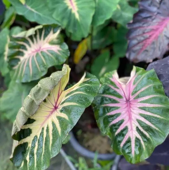 Waikiki Colocasia Live Plant - 6-10" Tall Colorful Elephant Ear for Tropical Gardens - Image 4