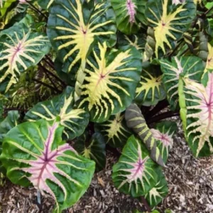Waikiki Colocasia Live Plant - 6-10