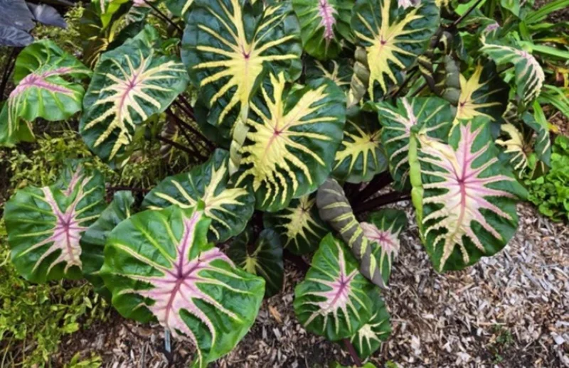 Waikiki Colocasia Live Plant - 6-10" Tall Colorful Elephant Ear for Tropical Gardens - Image 5