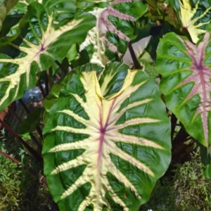 Waikiki Colocasia Live Plant - 6-10