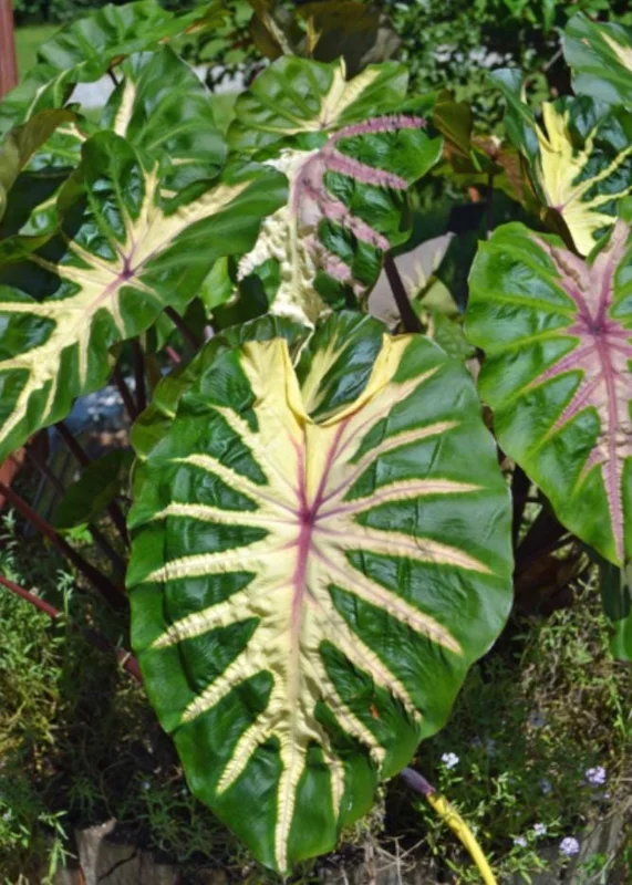 Waikiki Colocasia Live Plant - 6-10" Tall Colorful Elephant Ear for Tropical Gardens - Image 6