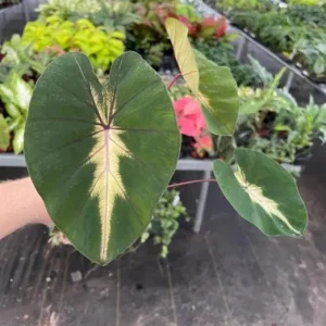 Waikiki Colocasia Live Plant - 6-10
