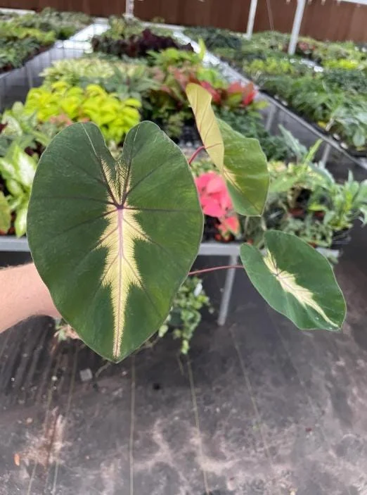 Waikiki Colocasia Live Plant - 6-10" Tall Colorful Elephant Ear for Tropical Gardens - Image 7