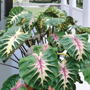 Waikiki Colocasia Live Plant - 6-10" Tall Colorful Elephant Ear for Tropical Gardens - Image 1