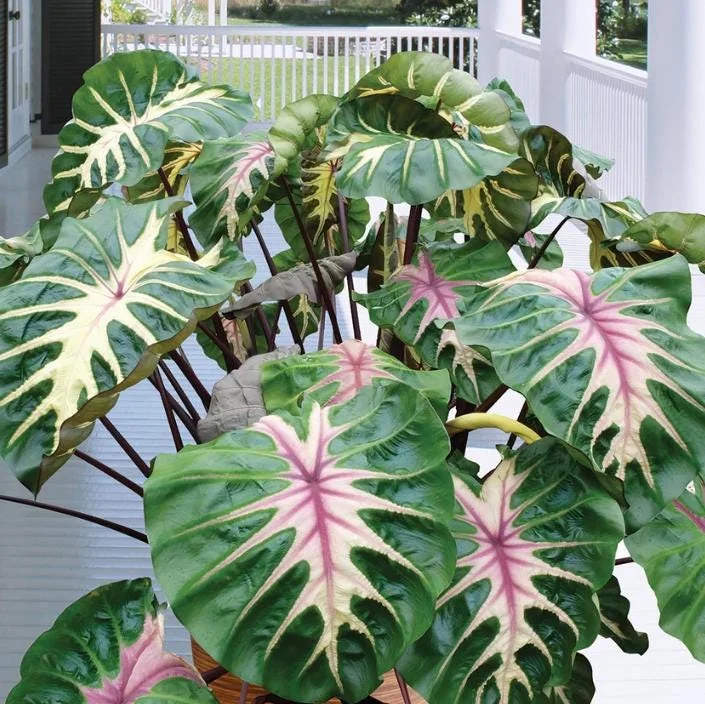 Waikiki Colocasia Live Plant - 6-10" Tall Colorful Elephant Ear for Tropical Gardens - Image 1