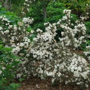 Weigela 'Wine and Spirits' Live Plant - 8-12 Inch Starter Shrub, Dark Burgundy Foliage - Image 1