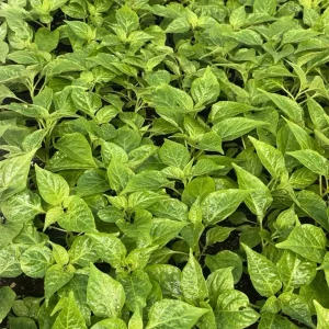 White Carolina Reaper Live Plant - 3 Pack, 75+ Day Old Super Hot Pepper Plants - Image 2