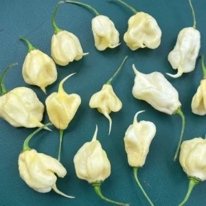 White Carolina Reaper Live Plant - 3 Pack, 75+ Day Old Super Hot Pepper Plants - Image 3