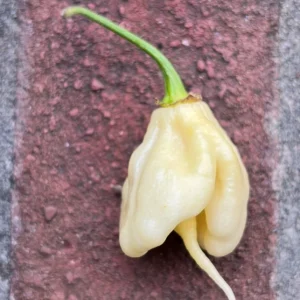 White Carolina Reaper Live Plant - 3 Pack, 75+ Day Old Super Hot Pepper Plants - Image 4