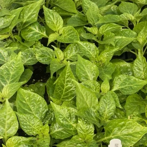 White Carolina Reaper Live Plant - 3 Pack, 75+ Day Old Super Hot Pepper Plants - Image 1