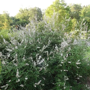 White Chastetree Live Plant - Vitex Agnus Castus 'White' - 10-14 Inch Starter - Image 1