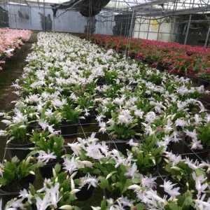White Christmas Cactus Live Plant – 3'' Starter – Rare White Blooms – Indoor - Image 2