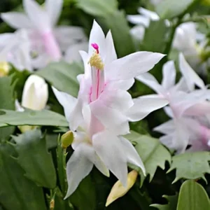 White Christmas Cactus Live Plant – 3'' Starter – Rare White Blooms – Indoor - Image 1