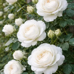 White Climbing Roses Live Plant in Pot - Fragrant Outdoor Garden Rose - Image 2