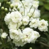 White Climbing Roses Live Plant in Pot - Fragrant Outdoor Garden Rose - Image 1