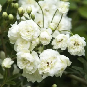 White Climbing Roses Live Plant in Pot - Fragrant Outdoor Garden Rose - Image 1