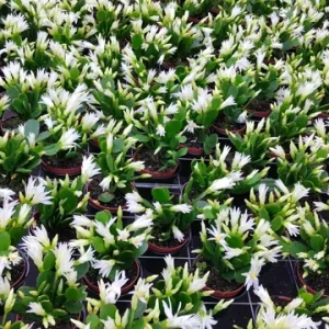 White Easter Cactus Live Plant - Stunning White Blooms, Indoor Succulent - Image 2
