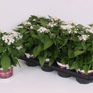 White Egyptian Star Flower Live Plants, Pentas Lanceolata, 2 Pack, 5-9" Tall, Outdoor - Image 2