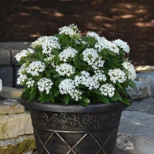 White Egyptian Star Flower Live Plants, Pentas Lanceolata, 2 Pack, 5-9