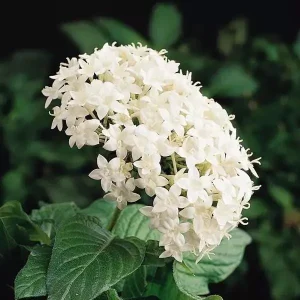 White Egyptian Star Flower Live Plants, Pentas Lanceolata, 2 Pack, 5-9